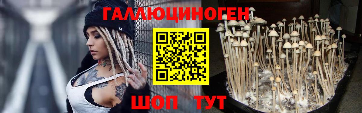 Псилоцибиновые грибы Cubensis Каменск-Шахтинский